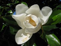 MAGNOLIA GRANDIFLORA 2