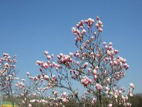 MAGNOLIA SOULANGEANA 1