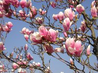 MAGNOLIA SOULANGEANA 2
