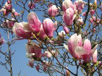 MAGNOLIA SOULANGEANA 3