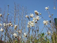 MAGNOLIA STELLATA 1