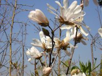 MAGNOLIA STELLATA 2