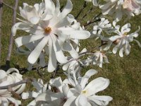 MAGNOLIA STELLATA 3