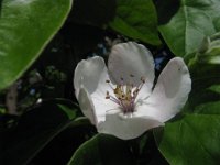 MELO COTOGNO -