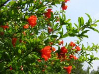 MELOGRANO - PUNICA GRANATUM 1