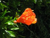 MELOGRANO - PUNICA GRANATUM 2
