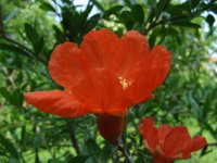 MELOGRANO - PUNICA GRANATUM 3