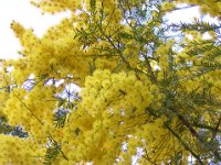 MIMOSA - ACACIA DEALBATA 2