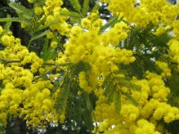 MIMOSA - ACACIA DEALBATA 3