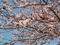 MIRABOLANO - PRUNUS CERASIFERA - AMOLO