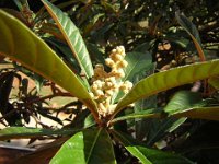 NESPOLO DEL GIAPPONE C - ERIOBOTRYA JAPONICA