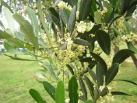 OLIVO - OLEA EUROPEA 1