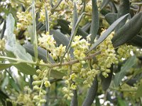 OLIVO - OLEA EUROPEA 2