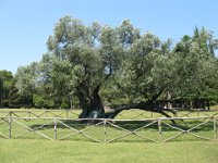 OLIVO DEL 4° SEC