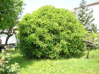 OSMANTO - OSMANTHUS - OLEA FRAGRANS 1