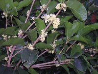 OSMANTO - OSMANTHUS - OLEA FRAGRANS 2