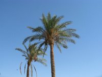 PALMA DA DATTERI - PHOENIX DACTYLIFERA 1