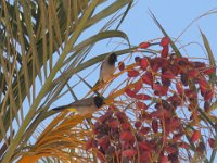 PALMA DA DATTERI CON PYCNONOTUS XANTHOPYGOS