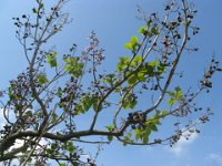 PAULOWNIA TOMENTOSA 1