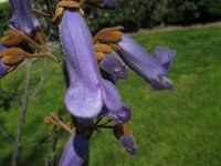 PAULOWNIA TOMENTOSA 3