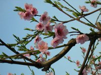PESCO - PRUNUS PERSICA 1