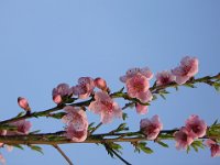 PESCO - PRUNUS PERSICA 2