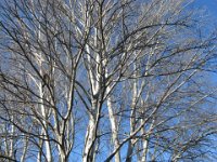PIOPPO BIANCO - POPULUS ALBA O GATTICE