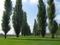 PIOPPO CIPRESSINO - POPULUS NIGRA
