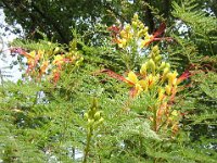 POINCIANA GILLESII