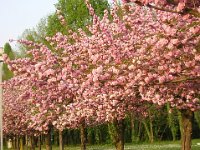 PRUNO ORNAMENTALE - PRUNUS SERRULATA 1