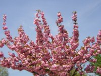 PRUNO ORNAMENTALE - PRUNUS SERRULATA 2