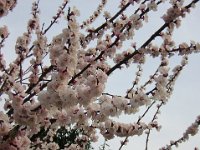 PRUNUS PADUS
