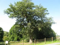 QUERCIA 500 ANNI ger 043
