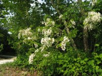 ROBINIA PSEUDOACACIA 1