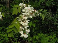 ROBINIA PSEUDOACACIA 2