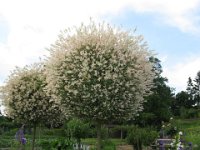 SALIX INTEGRA 1