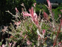 SALIX INTEGRA 2