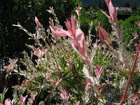 SALIX INTRGRA