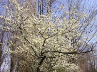 SUSINO - PRUNUS DOMESTICA 1