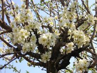 SUSINO - PRUNUS DOMESTICA 2