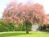 TAMERICE COMUNE - TAMARIX GALLICA