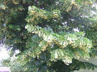 TIGLIO - TILIA 1