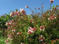 ABELIA 1