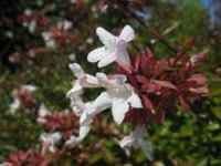 ABELIA 2