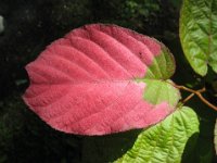 ACTINIDIA KOLOMIKTA