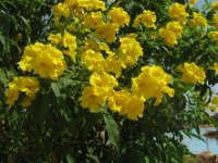 ALLAMANDA 1