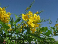 ALLAMANDA 2