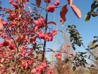 BERRETTA DEL PRETE  - EUONYMUS EUROPEAUS