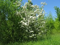BIANCOSPINO - CRATAEGUS MONOGYNA 0