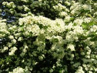 BIANCOSPINO - CRATAEGUS MONOGYNA 1